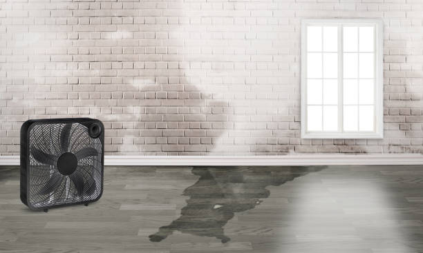 Best Flood damage cleanup  in Jackson, WY